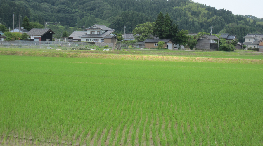 石堤 柴野コシヒカリ